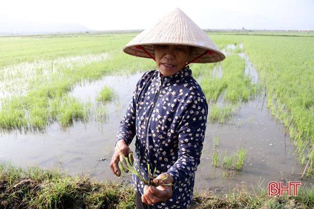 Gần 100 ha lúa bị ốc bươu vàng tấn công, nông dân TX Kỳ Anh chật vật dắm lúa mới