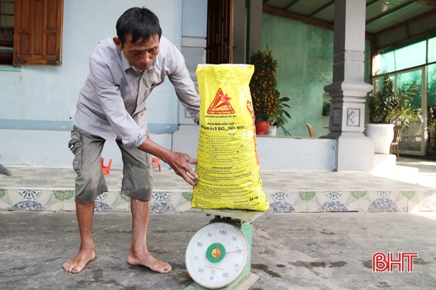 Gần 100 ha lúa bị ốc bươu vàng tấn công, nông dân TX Kỳ Anh chật vật dắm lúa mới