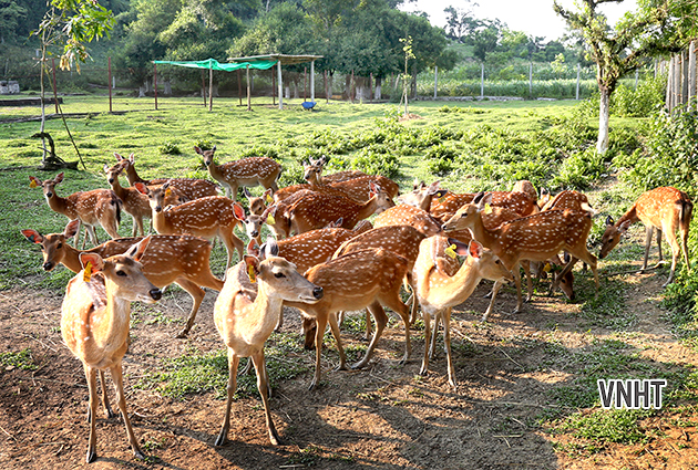 Một góc trại Hươu Rú Dứa (2)