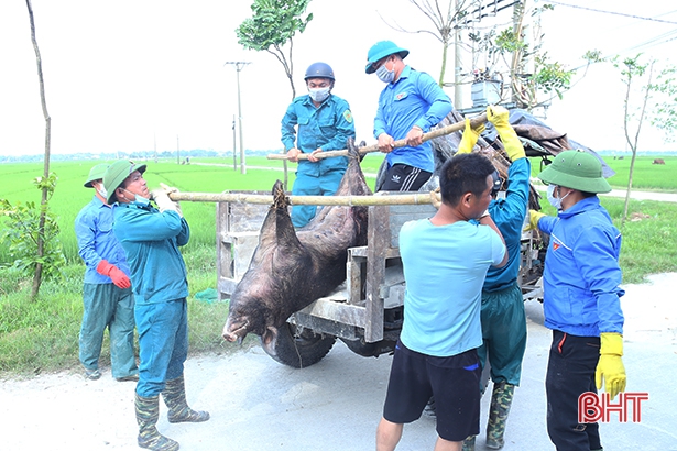 11 huyện “dính” dịch tả lợn châu Phi, Hà Tĩnh căng mình phòng chống