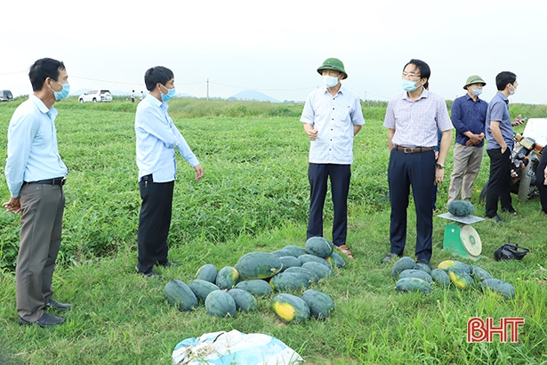 Tạo điều kiện để thương lái thu mua nông sản cho người dân Hà Tĩnh