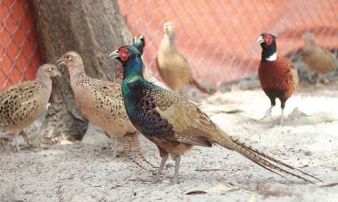 Phát triển kinh tế nhờ nuôi chim trĩ đỏ - Báo Đồng Khởi Online
