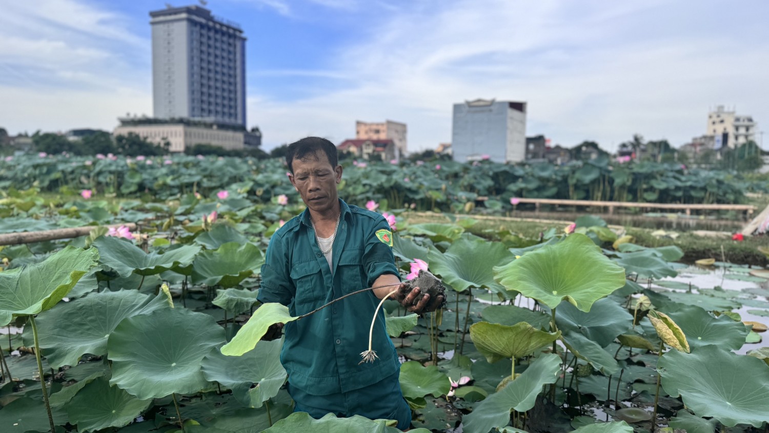 h1 nhung vung thap trung ao ho bo hoang truoc day duoc nguoi dan thanh pho ha tinh dua cay sen vao san xuat cho hieu qua kinh te cao