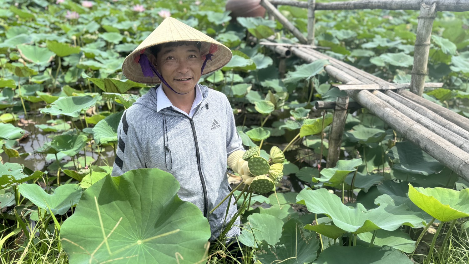 h2nhung khu dat trung thap bo hoang nay da duoc phu kin bang cay sen cho hieu qua cao gap nhieu lan trong lua