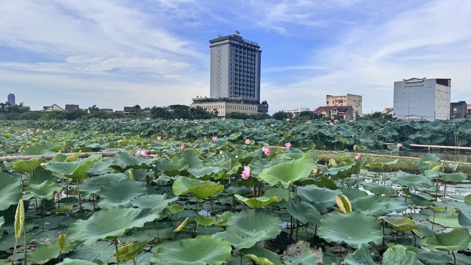 h3 khong chi cho nong dan thu nhap cao cay sen cung giup bo mat do thi o thanh pho ha tinh ngay cang khang trang sach dep