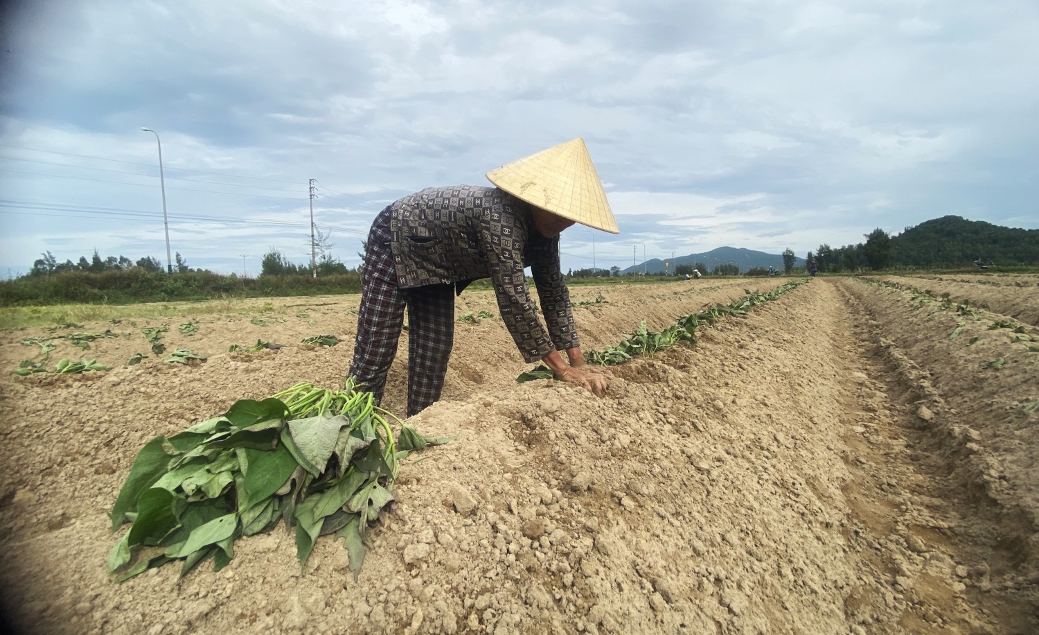 ntm2giong khoai hoang long duoc lua chon