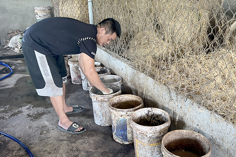 hinh 2tan dung thuc an chan nuoi bo hieu qua