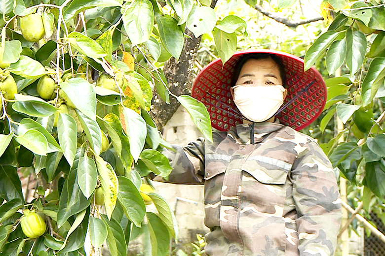 hinh 1vuon hong chi hai