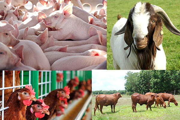 channuoi 16618319116721368547086