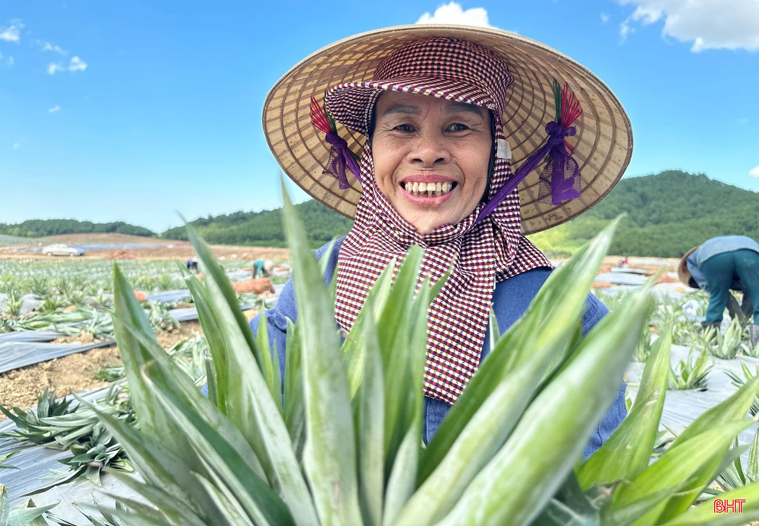 bht brd mua dua ngot tren nhung manh dat can 173225 154 6368