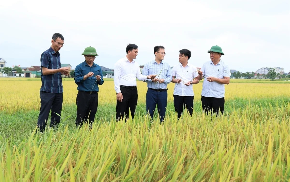 Lãnh đạo tỉnh Hà Tĩnh kiểm tra, đánh giá năng suất một số giống lúa đạt năng suất cao, chống đổ tốt tại một số địa phương. Ảnh: Thanh Nga. nong nghiep ha tinh 210504 2 094127