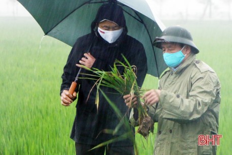 Bí thư Tỉnh ủy: Tập trung chăm sóc, phòng trừ bệnh đạo ôn cổ bông trên lúa đúng thuốc, đúng kỹ thuật, đúng thời điểm
