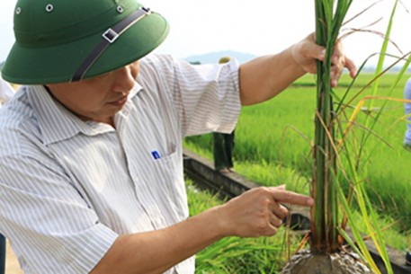 Hướng dẫn nông dân Hà Tĩnh phòng trừ rầy nâu, rầy lưng trắng trên lúa xuân