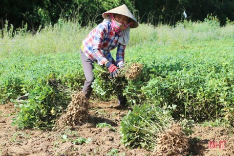 Nông dân Cẩm Xuyên phấn khởi thu hoạch hơn 1.000 ha lạc