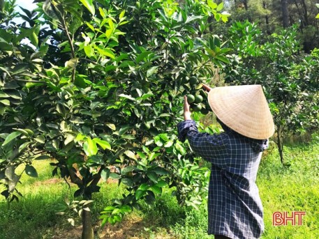 Vợ chồng trẻ biến đồi hoang thành “đất vàng”