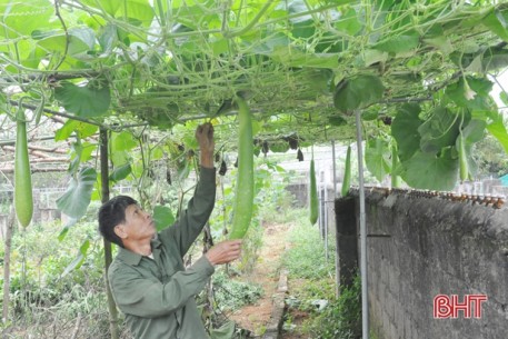 “Shipper” khoai lang 0 đồng ở Hà Tĩnh