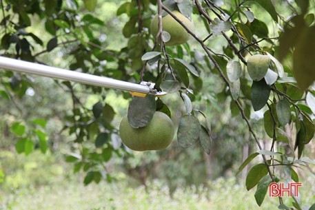 Nông dân xứ bưởi Hà Tĩnh “hy sinh” cả trăm triệu để “giữ sức” cây đặc sản
