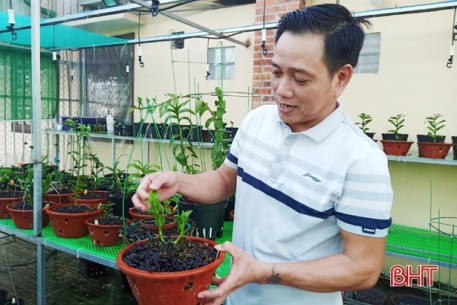 Nhân giống hoa lan cho thu nhập tốt ở Hà Tĩnh