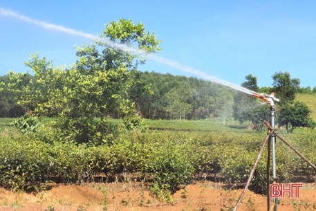 Người dân “vựa chè” Kỳ Anh tập trung chống hạn cho cây trồng