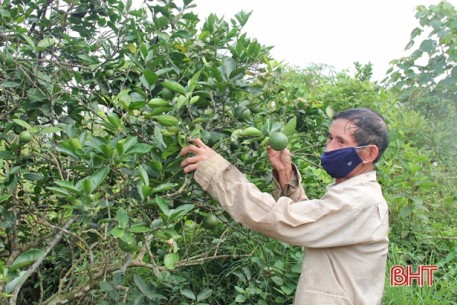 Những đồi cây tiền tỷ từ tình đất, công người ở huyện miền núi Hà Tĩnh