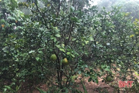 Nhiều địa phương ở Hà Tĩnh đón “mưa vàng” sau đợt nắng nóng kỷ lục