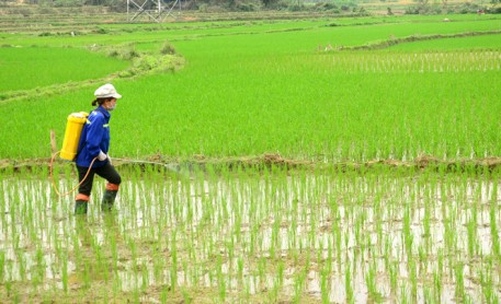 Hướng dẫn phòng trừ bệnh vàng lá di động hại lúa vụ Hè Thu 2020