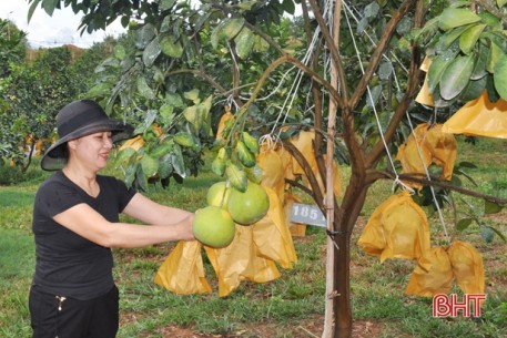 Về vùng bưởi ngon nổi tiếng Hà Tĩnh