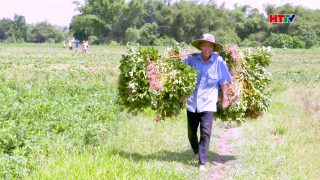 Nông dân phấn khởi thu hoạch lạc hè thu