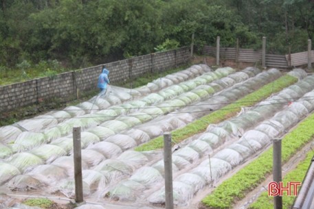 Canh vườn, phủ ni lông, làng rau nổi tiếng Hà Tĩnh giữ vườn ươm giống trong mưa lớn