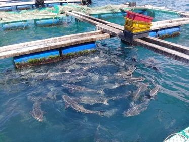 Say mê nuôi cá lồng bè trên biển
