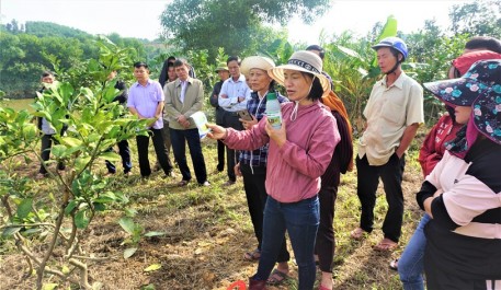 Hương Khê. Hướng dẫn chăm sóc, khôi phục cây Bưởi sau lũ.