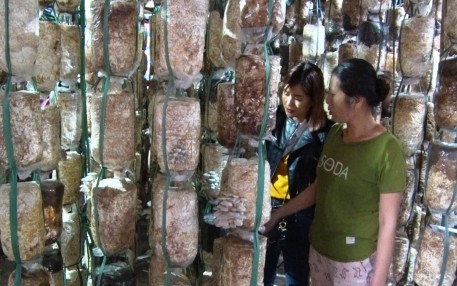 Thu nhập cao từ nghề trồng nấm