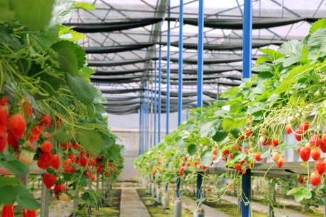 Sản xuất dâu tây ứng dụng công nghệ cao ở vùng đồng bào dân tộc thiểu số huyện Đam Rông