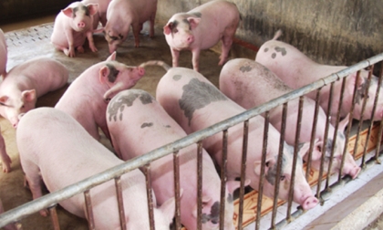 Giá heo hơi hôm nay 29/10: Tiếp tục nhích nhẹ từ 1.000 - 3.000 đồng/kg ở nhiều tỉnh thành