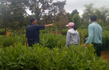 Thành công bước đầu của một hợp tác xã trồng, chế biến, thu mua mắc ca