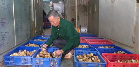 Cựu chiến binh với mô hình sản xuất con giống tái đàn sau lũ
