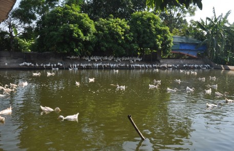 Khát vọng làm giàu trên mảnh đất quê hương của chàng thanh niên trẻ