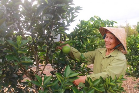 Cam ngọt trên những gò đồi