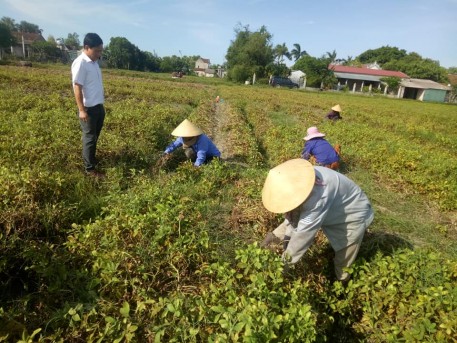 Hiệu quả mô hình sản xuất lạc thương phẩm năng suất, chất lượng caotheo chuỗi giá trị