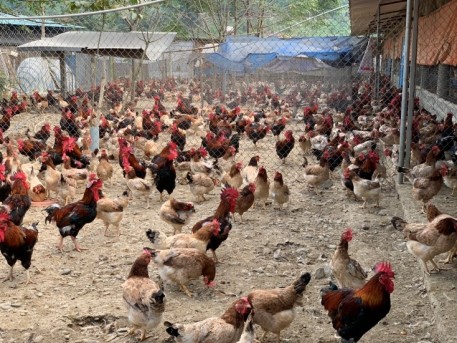 Giới thiệu một số giống gà bản địa, đặc sản ở miền Bắc và tiến bộ kỹ thuật, TCVN về giống (Phần 2 và hết)