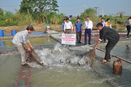 Bắc Ninh: Nuôi cá trắm đen bằng lồng sử dụng thức ăn hỗ hợp dạng viên