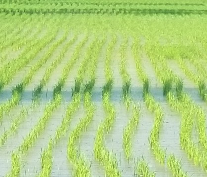 Vĩnh Long: Hiệu quả mô hình sản xuất lúa thâm canh và ứng dụng cơ giới hóa trong khâu gieo sạ, chăm sóc theo hướng liên kết sản xuất, tiêu thụ