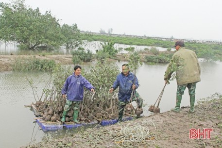 Hà Tĩnh có thêm gần 66 ha rừng ngập mặn ven biển