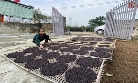 Mùa “rong biển” trên vùng quê Kỳ Xuân