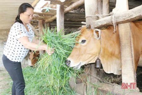 Chăn nuôi đại gia súc: “Việc nhẹ lương cao” ở huyện miền núi Hà Tĩnh
