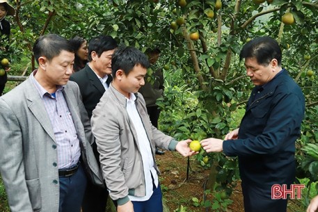 Chuyên gia, chủ trang trại “tìm đường” sản xuất bền vững cho cây cam