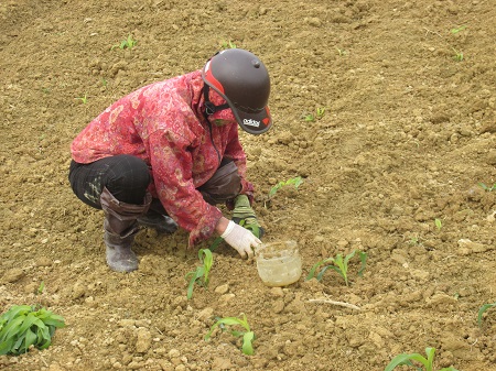 Một số lưu ý trong sản xuất cây ngô vụ Xuân