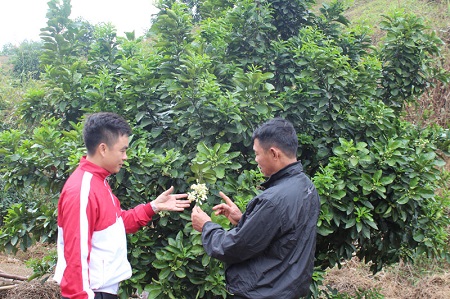 Cách xử lý hoa bưởi Phúc Trạch ra hoa sớm