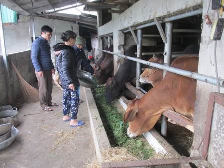 Phát triển chăn nuôi bò thịt tại xã Cẩm Sơn