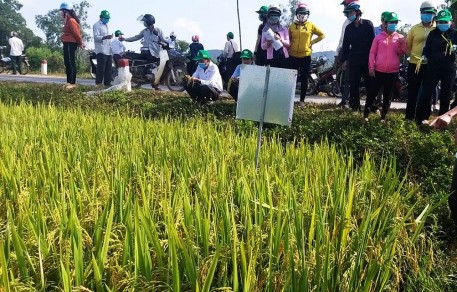 Bình Định: Hiệu quả bước đầu của mô hình sản xuất lúa theo hướng hữu cơ